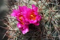 Hedgehog Cactus Flowers - Pediocactus simpsonii