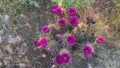 Hedgehog cactus with a lot of purple flowers in spring