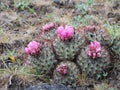 Hedgehog Cactus - Pediocactus nigrispinus