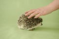 Hedgehog and a childs hand on a green background. The child strokes the hedgehog. Interaction between man and hedgehog