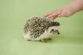 Hedgehog and a childs hand on a green background. The child strokes the hedgehog. Interaction communication between man