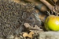 Hedgehog close up and green apple in autumn leaves