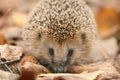 Hedgehog close-up portrait