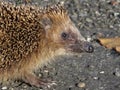 Hedgehog close up