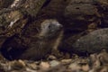 Hedgehog coming out of the burrow Royalty Free Stock Photo