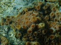 Hedgehog coral (Echinopora lamellosa) close-up undersea, Red Sea