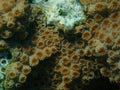 Hedgehog coral (Echinopora lamellosa) close-up undersea, Red Sea