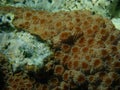 Hedgehog coral (Echinopora lamellosa) close-up undersea, Red Sea