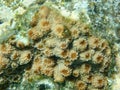 Hedgehog coral (Echinopora lamellosa) close-up undersea, Red Sea