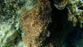 Hedgehog coral (Echinopora lamellosa) undersea, Red Sea