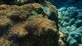 Hedgehog coral (Echinopora lamellosa) undersea, Red Sea