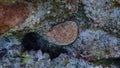 Hedgehog coral (Echinopora lamellosa) undersea, Red Sea