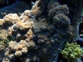 Hedgehog coral (Echinopora lamellosa) undersea, Red Sea