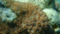 Hedgehog coral (Echinopora lamellosa) undersea, Red Sea