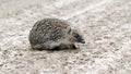 a hedgehog crawls across the road in the forest Royalty Free Stock Photo