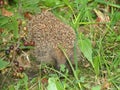Hedgehog in a bush of currant Royalty Free Stock Photo
