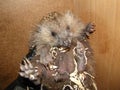 Hedgehog curled up into a ball. Exotic veterinarian examines a hedgehog claws