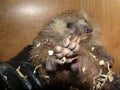 Hedgehog curled up into a ball. Exotic veterinarian examines a hedgehog claws