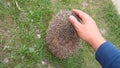 Hedgehog curled up into a ball. Exotic veterinarian examines a hedgehog