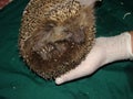 Hedgehog curled up into a ball. Exotic veterinarian examines a hedgehog