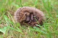 The hedgehog curled up in a ball on the grass Royalty Free Stock Photo