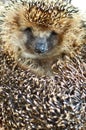 Hedgehog curled up in a ball and stuck out his face.