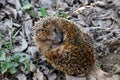 The hedgehog curled up on fallen