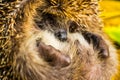 The hedgehog curled up and hid his nose. Royalty Free Stock Photo