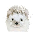 Hedgehog. Cute forest animal portrait. Watercolour illustration isolated on white background. Royalty Free Stock Photo