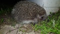 Hedgehog in the dark looks at the camera