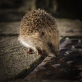Hedgehog drinking water-UK
