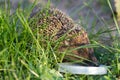 Hedgehog drinks milk Royalty Free Stock Photo