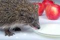 Hedgehog drinks milk Royalty Free Stock Photo