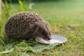 Hedgehog drinks milk from a plate Royalty Free Stock Photo