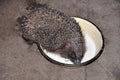 The hedgehog drinks milk from the plate Royalty Free Stock Photo