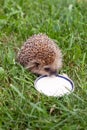 Hedgehog drinks milk Royalty Free Stock Photo
