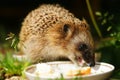 Hedgehog drinks milk Royalty Free Stock Photo
