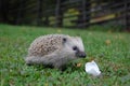 Hedgehog eating egg