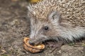 Hedgehog eats walnut