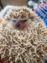 Hedgehog