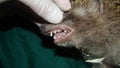 Hedgehog. Exotic veterinarian examines a hedgehog mouth, dentistry, teeth. wildlife vet holding an European animals. wild animals Royalty Free Stock Photo