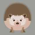 Hedgehog face head vector illustration flat style front