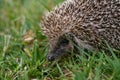 Hedgehog Face and Spines