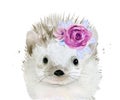 Hedgehog with flowers on the head. Watercolour illustration isolated on white background. Royalty Free Stock Photo