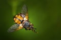 Hedgehog fly perching on a twig with bokeh background Royalty Free Stock Photo