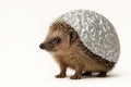 A hedgehog with a foil hat on a white background. Space for text. Royalty Free Stock Photo
