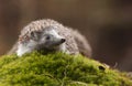 Hedgehog in the forest