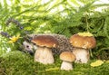 cute Hedgehog in forest with mashrooms