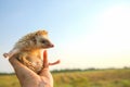 Hedgehog funny can fly in hands with nature Royalty Free Stock Photo