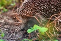 Hedgehog in the garden. Hedgehog close up Royalty Free Stock Photo